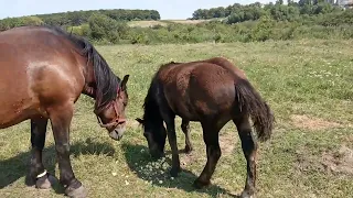 першерон Фантазер брат Фараона