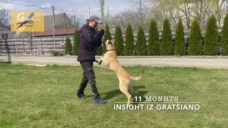 Insight iz Gratsiano - belgian malinois training