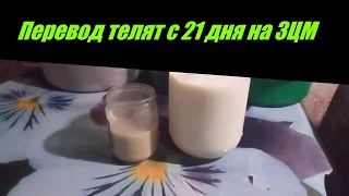 Как переводить телят с молока на ЗЦМ