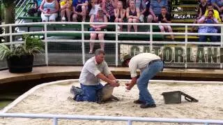 Gator wrestling, the Gator got a good bite in, but