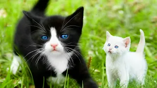 Funniest Animals 2024 😹 Best Funny Cats and Dogs Videos 😂🐶 Part 1