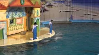 Шоу дельфинов ч.2,seoul grand park