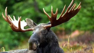 Звук лося, крик лося, рёв лося | Moose sound, moose cry, moose roar