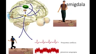 6/7 Ecco come smascherare la menzogna. Cosa avviene nel cervello impaurito? E.S.C.+ Felice