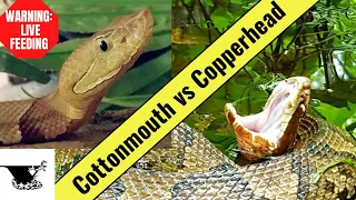 Cottonmouth vs Copperhead | Iconic Pit Vipers