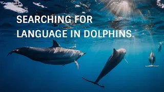 Searching for Language in Dolphins – Cracking the Code | Stories of Impact | Denise Herzing