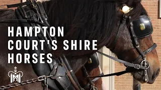 Meet the Shire horses of Hampton Court Palace