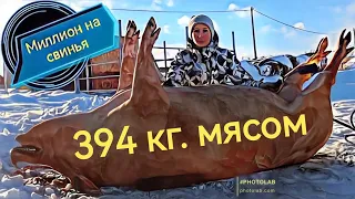 394 килограмм мясом. Мясная порода свиней ландрас!