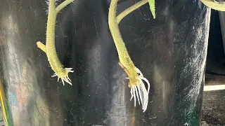 Fastest way to root cuttings in Water (how to root cuttings in water)