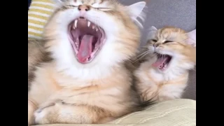 Cats synchronous yawn - Коты синхронно зевают