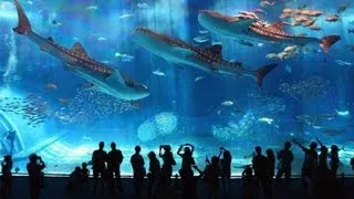 Самый большой океанариум В МИРЕ, Сингапур | The largest aquarium in the WORLD, Singapore