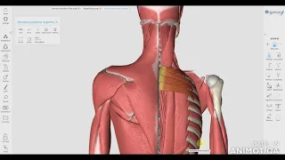 Поверхневі м'язи спини (Поверхностные мышцы спины)