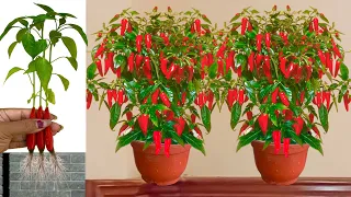 Best Technique For Growing Peppers Tree with chicken egg and Aloe Vera