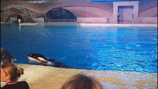 Sea World Private Orca Show