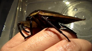 Giant Water Bug: Holding my PET Water bug (Lethocerus)