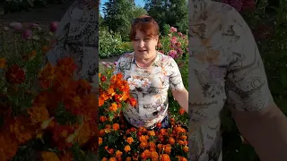 Чорнобривці - в кожну родину@7777borch.fito.