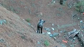 BEK AVINDA "NİRVANA" YABAN DOMUZU CURNATASI