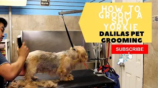 How to groom a Nervous Yorkie/ Dog grooming in Queens NY, Bronx and Brooklyn