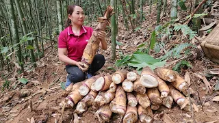 Harvesting Bamboo Shoots Goes to the market sell - Cooking | Lý Ca Daily Life