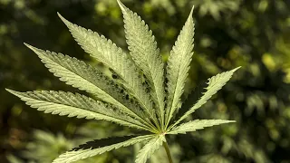 Bundeskabinett billigt Lauterbachs Pläne zur Cannabis-Legalisierung | AFP