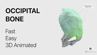 Occipital Bone - Fast and Easy, Animated in 3D