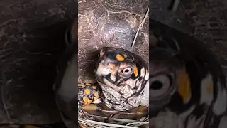 Box Turtles Yellow Spidey 🕷️ and gang “do’in the nasty” 😜 on FUN Friday’s!