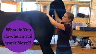 Why is it so Important for the Muscles Around the Tail to be Loose and Supple?
