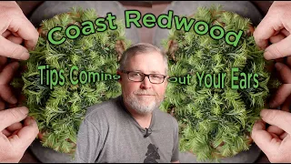 Bonsaify | This IS the KEY to Redwood Bonsai!