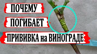 🍇 Обязательно! Сделайте ЭТО чтобы ПРИВИВКА ВИНОГРАДА не ПОГИБЛА! Когда снимать прививочную ленту?