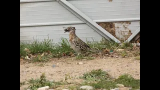 Roadrunner captures a smaller bird. March 15, 2024.