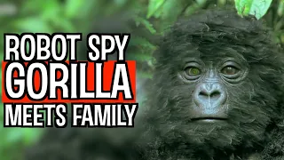 Robot SPY Gorilla INFILTRATES Wild Gorilla Family! 🕵️🦍