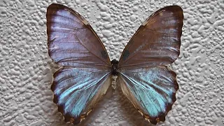 ИЗ МИРА: 13.  Morpho portis (морфо портис)