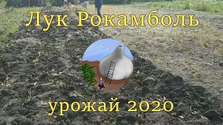 Урожай 2020   Клуб Лука Рокамболь