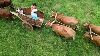 Desfile de carros de boi