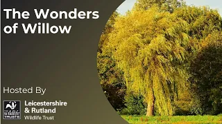 Online Talk: The Wonders of Willow with Tim Sexton