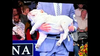 English Bulldog Carried, Wins Non-Sporting Group