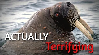Walrus are Terrifying - Here's Why