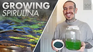 How to Grow your own Algae at Home | Spirulina