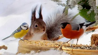 🐶😽 Little Birds Bonanza and a Squirrel with Ear Tufts😽 10 hours Cat & Dog TV 4K UHD