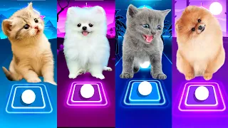 CUTE CAT BELIEVER IMAGINE DRAGONS CUTE DOG WEDNESDAY CUTE CAT SHAKIRA WAKA WAKA CUTE DOG MAROON 5