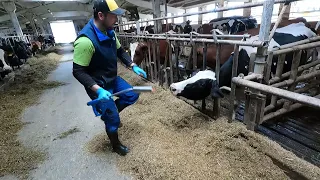 How Cows Take Pills.