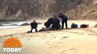 Great White Shark Attacks California Surfer