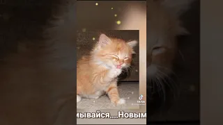 Доброе утро!!! Милые, Смешные Котики!!!