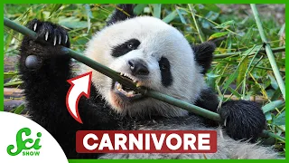 Not All Carnivores Eat Meat