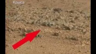 необычные предметы найденные на Марсе