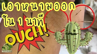 เอาหนามกระบองเพชรออก ใน 1 นาที | how to remove cactus spines in 1 min.|MookCactus