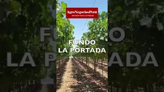 Cosecha de uvas en Ica, Fundo La Portada, noviembre 2022 variedad cotton candy