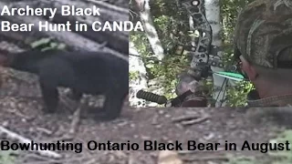 HUGE Archery Black Bear hunt in Ontario Canada where to shoot a big bear shot placement