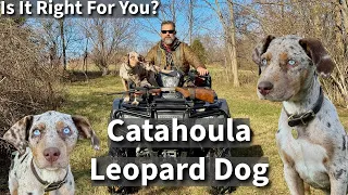 Catahoula Leopard Dog | Is It Right For You?