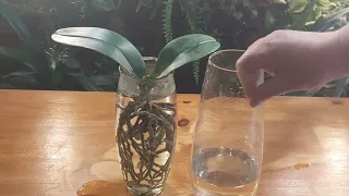 Орхидея в пустой вазе, растёт и радуется жизни